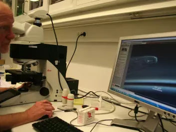 Nematodes can be studied in detail when magnified under the microscope by a factor of 2000. (Photo: Asle Rønning)