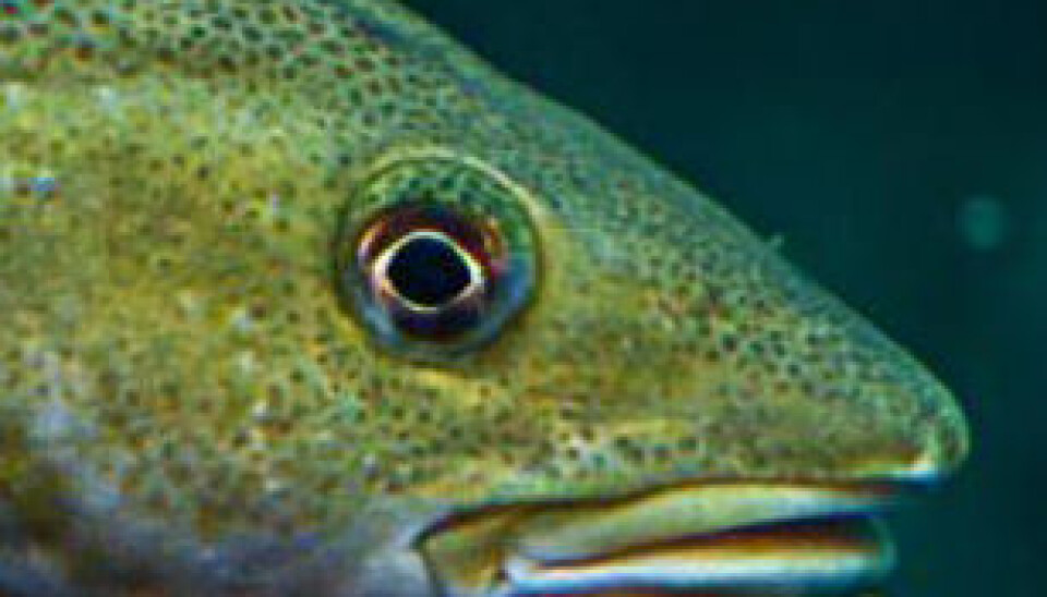 Farmed cod hit puberty too early. (Photo: Colourbox)