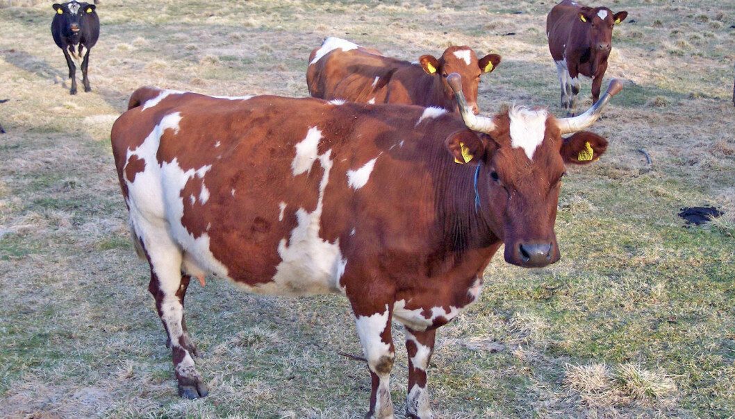 The menace on the farm: cattle are involved in more agricultural accidents than machinery. (Photo: Thor-Rune Hansen, Wikimedia Commons) The menace on the farm: cattle are involved in more agricultural accidents than machinery. (Photo: Thor-Rune Hansen, Wikimedia Commons)