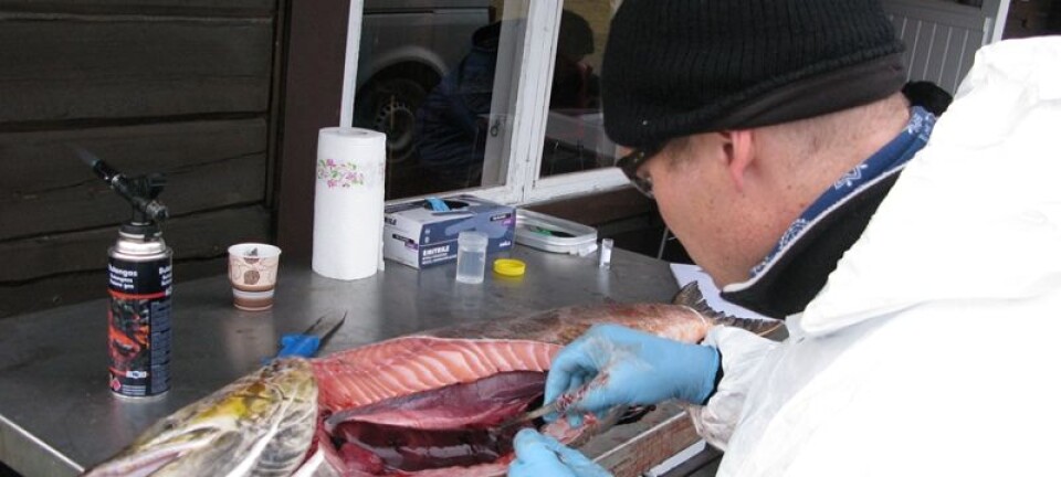 Wild and farmed fish infect each other