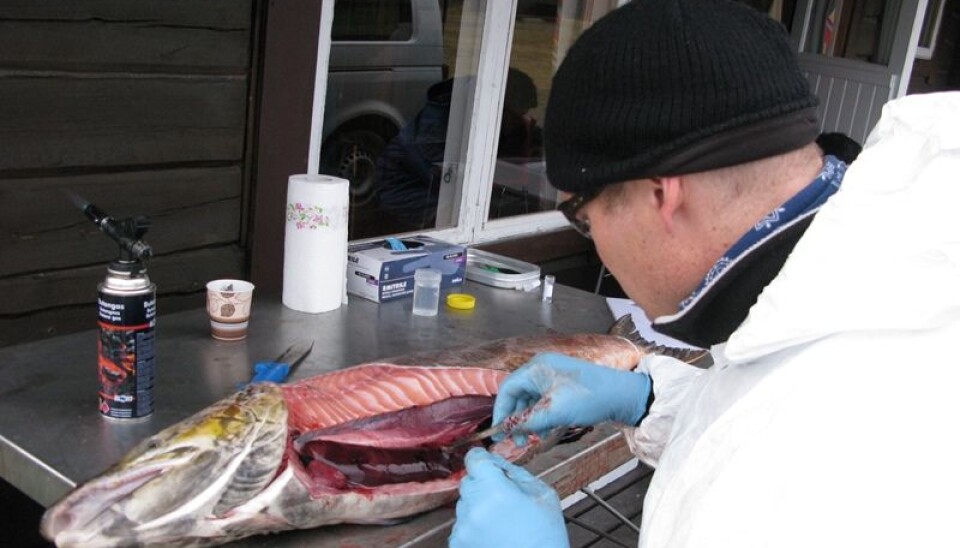 Researcher Eirik Biering from the Norwegian Veterinary Institute doing sampling of wild salmon, Finnmark, Norway 2010. (Foto: Norwegian Veterinary Institute)
