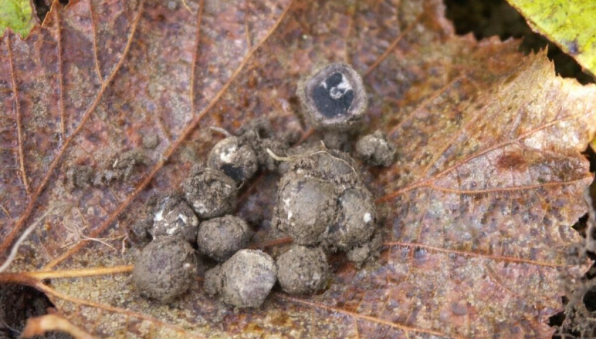 Troufel Truffle hunting in the northern underground