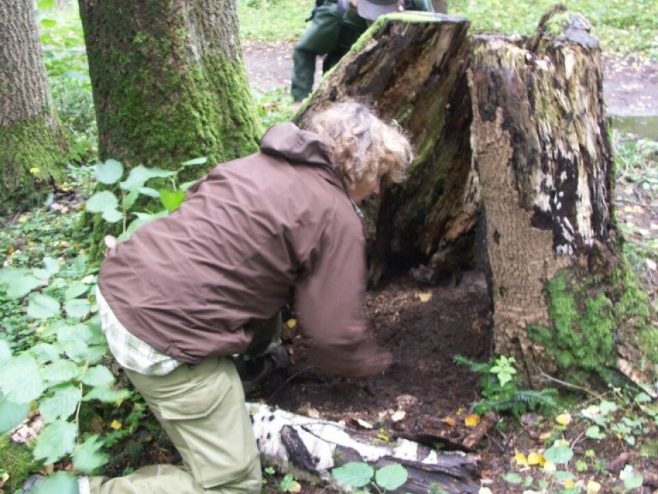 Human truffle hunter Anne Molia in action. (Photo: Anders K. Wollan/University of Oslo)