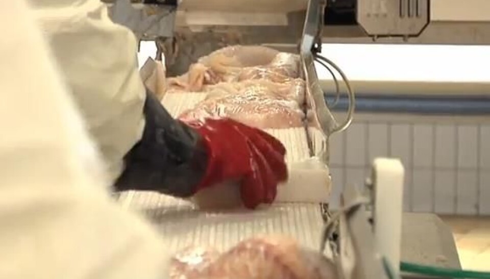 Filleting. (Photo: Sintef)