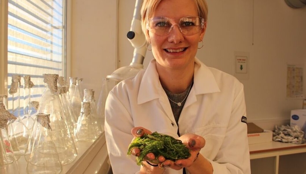 "We already produce most of the salmon served in Norwegian sushi restaurants", says Forbord. "Badderlocks could become a good, Norwegian-produced supplement". (Photo: Christina Benjaminsen) "We already produce most of the salmon served in Norwegian sushi restaurants", says Forbord. "Badderlocks could become a good, Norwegian-produced supplement". (Photo: Christina Benjaminsen)