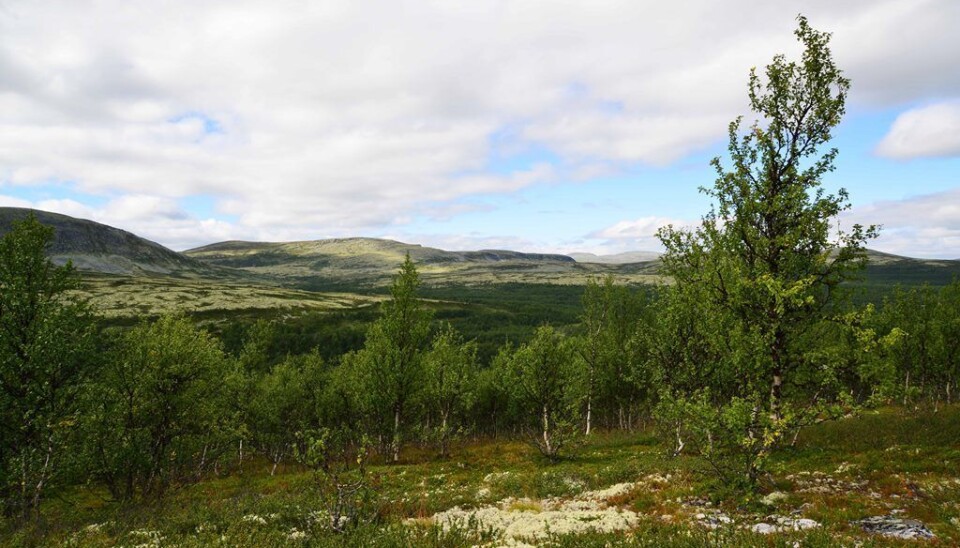 Mountain birch invades large parts of previously tree-less areas in the mountain range of Rondane. (Photo: Anders Bryn/Norwegian Forest and Landscape Institute)