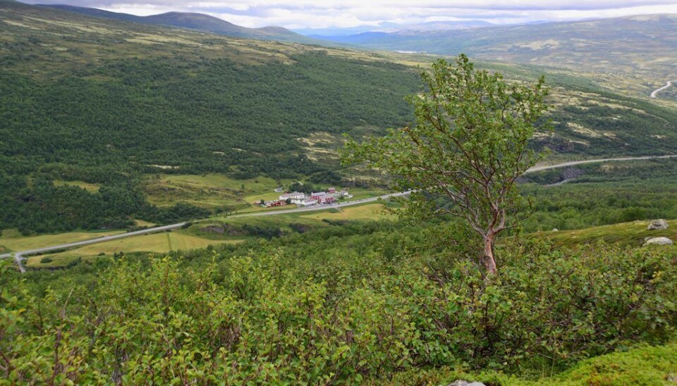 Expanding vegetation at Dovre. (Photo: Anders Bryn/Norwegian Forest and Landscape Institute)
