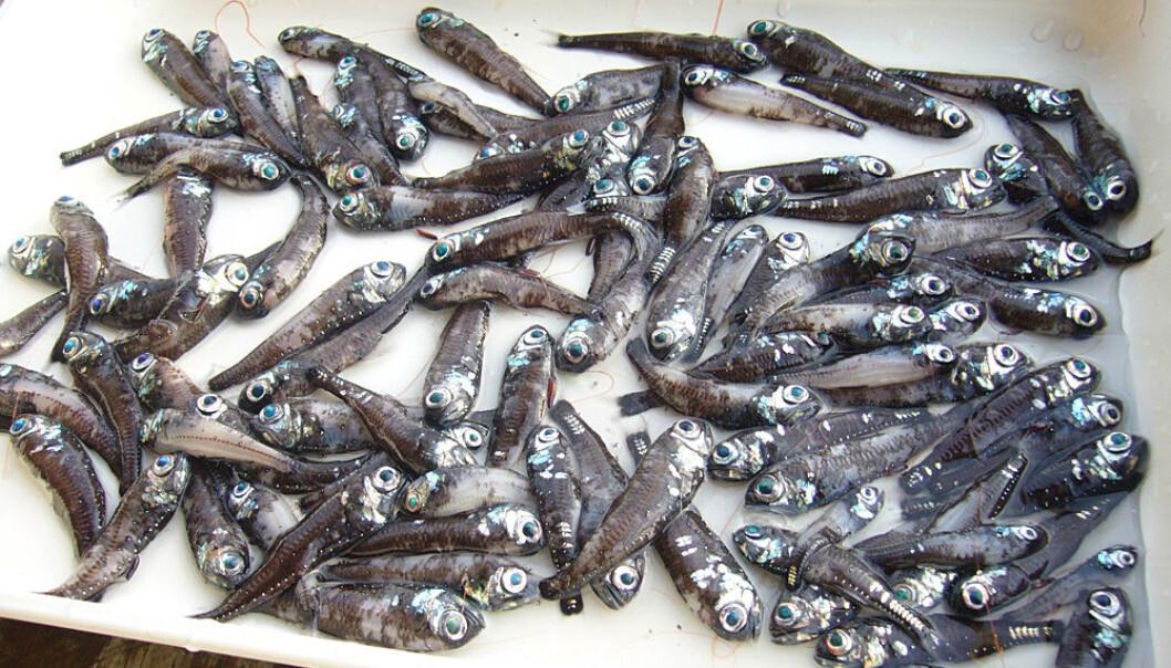 Glacier lanternfish. Some of the many varieties of this fish can have a length of 15 cm. (Photo: Stein Kaartvedt)
Glacier lanternfish. Some of the many varieties of this fish can have a length of 15 cm. (Photo: Stein Kaartvedt)