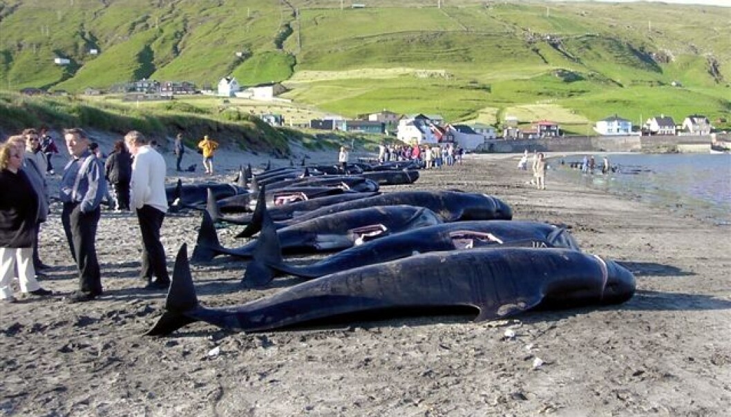 Grindadráp, the hunting of pilot whales, is an age-old tradition in the Faroe Islands. (Photo: Erik Christensen) Grindadráp, the hunting of pilot whales, is an age-old tradition in the Faroe Islands. (Photo: Erik Christensen)