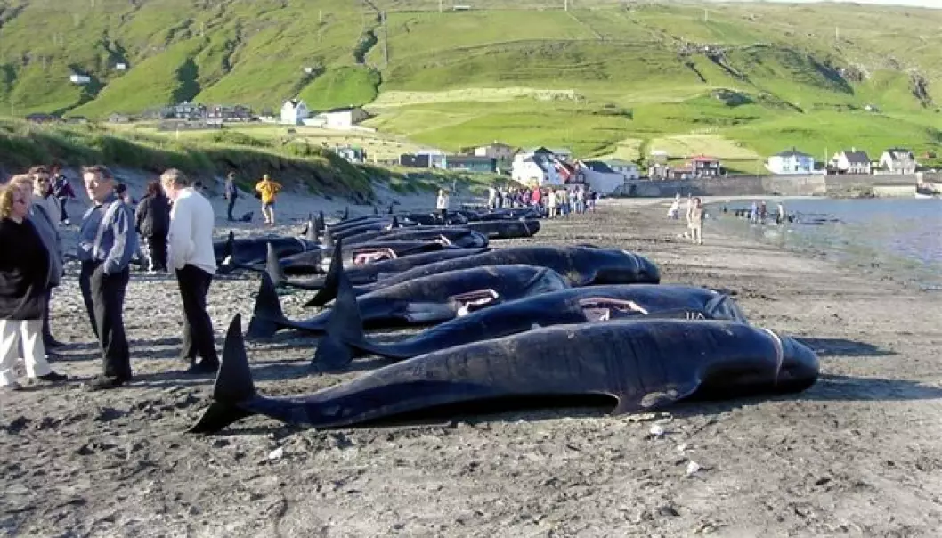 Grindadráp, the hunting of pilot whales, is an age-old tradition in the Faroe Islands. (Photo: Erik Christensen)