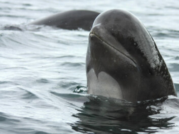 The pilot whale is a toothed whale, like an orca or killer whale, and eats fish and squid. That makes it likely to accumulate contaminants, which are passed on to people who eat the whale's meat and blubber. (Photo: Barney Moss) The pilot whale is a toothed whale, like an orca or killer whale, and eats fish and squid. That makes it likely to accumulate contaminants, which are passed on to people who eat the whale's meat and blubber. (Photo: Barney Moss)