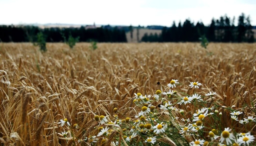 Barley is an example of a cereal that the Nordic countries are already working together on perfecting. The growing season is short in Iceland and varieties developed there are also for sale in the other Nordic countries. (Photo: Colourbox) Barley is an example of a cereal that the Nordic countries are already working together on perfecting. The growing season is short in Iceland and varieties developed there are also for sale in the other Nordic countries. (Photo: Colourbox)