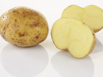 Gulløye is a traditional, highly prized potato variety in North Norway. It is well adapted to the cool climate with its light summer nights. Two out of three of the participants in the study think older varieties that are no longer in production could also be candidates for Arctic agriculture. (Photo: Frukt.no) Gulløye is a traditional, highly prized potato variety in North Norway. It is well adapted to the cool climate with its light summer nights. Two out of three of the participants in the study think older varieties that are no longer in production could also be candidates for Arctic agriculture. (Photo: Frukt.no)