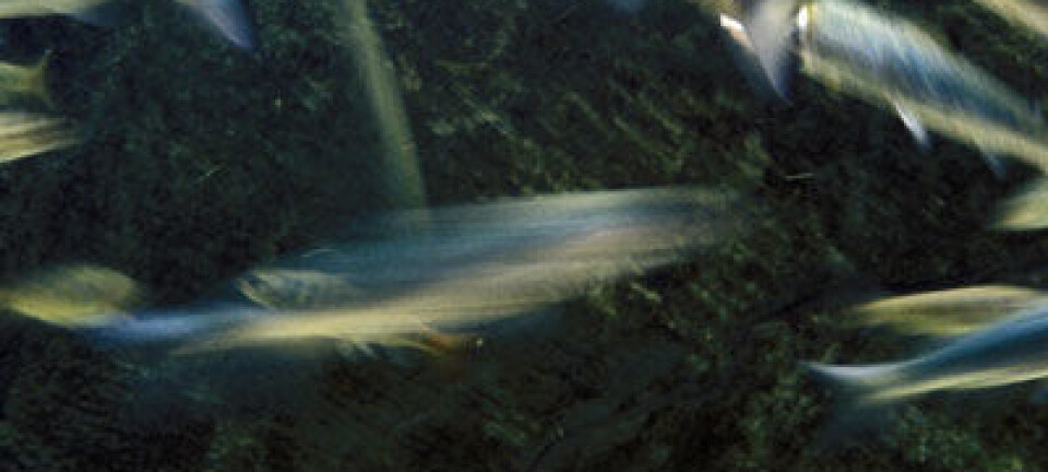 Studying fish health via genes