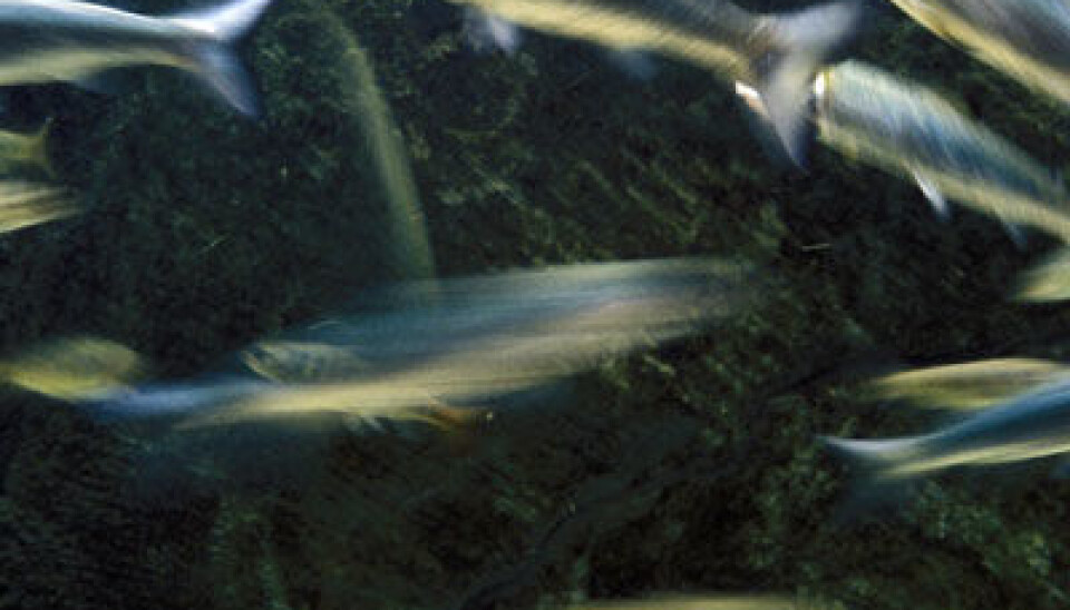 Fish Getting A Scan Studying fish health via genes