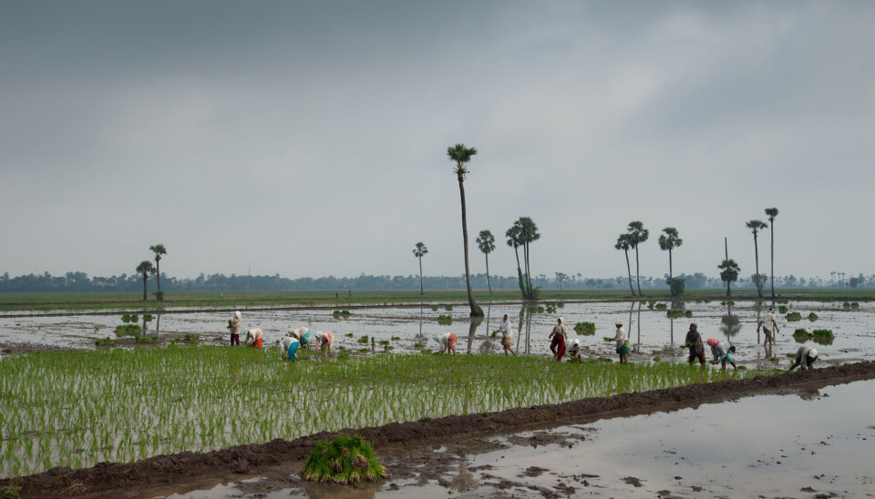 Researchers aim to customize their findings to the needs of small-scale farmers and other affected sectors. (Photo: Ragnar Våga Pedersen)