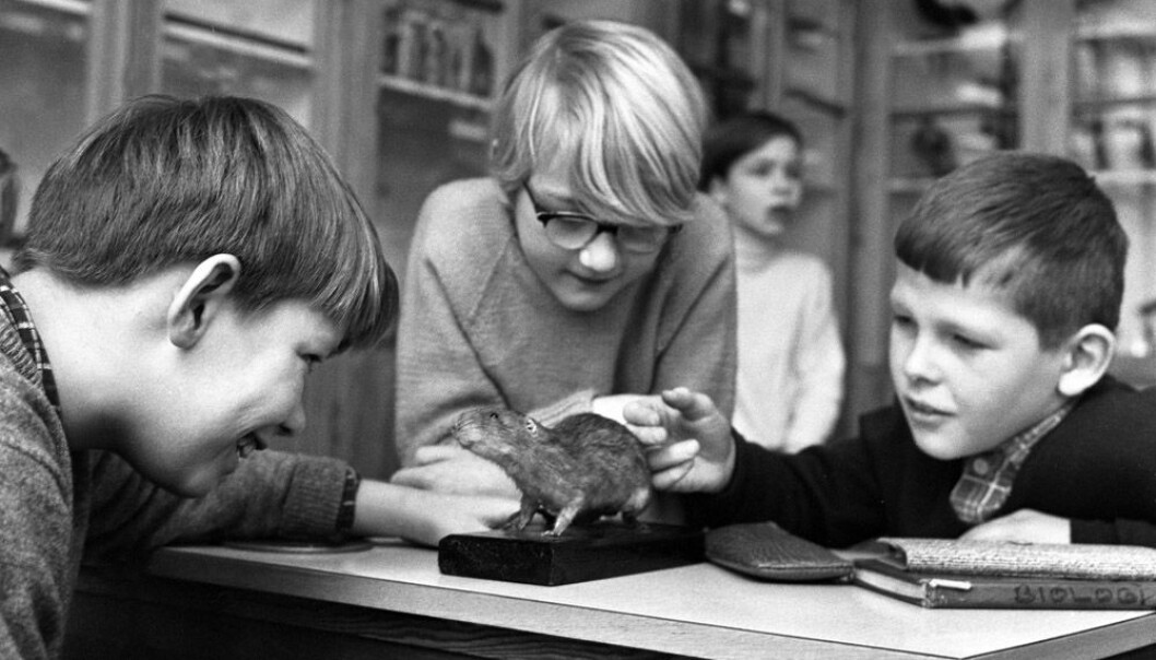 Science studies at Marienlyst School in Oslo in 1966. Back then, Norway had only seven years of compulsory education. (Photo: NTB Scanpix) Science studies at Marienlyst School in Oslo in 1966. Back then, Norway had only seven years of compulsory education. (Photo: NTB Scanpix)