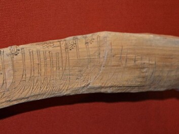 A small Norwegian wooden stick depicts a Viking fleet is one of the artefacts that has captured the attention of Denmark’s Queen Margrethe II and others. Even though it isn’t from the Viking Age, but rather from the 13th century. (Photo: Ida Kvittingen) A small Norwegian wooden stick depicts a Viking fleet is one of the artefacts that has captured the attention of Denmark’s Queen Margrethe II and others. Even though it isn’t from the Viking Age, but rather from the 13th century. (Photo: Ida Kvittingen)