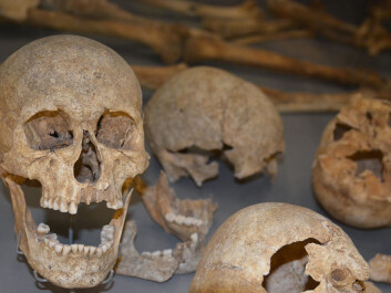 A grave for 54 executed Scandinavians testifies to a disastrous Viking raid in England, circa 1000 AD. (Photo: Ida Kvittingen) A grave for 54 executed Scandinavians testifies to a disastrous Viking raid in England, circa 1000 AD. (Photo: Ida Kvittingen)