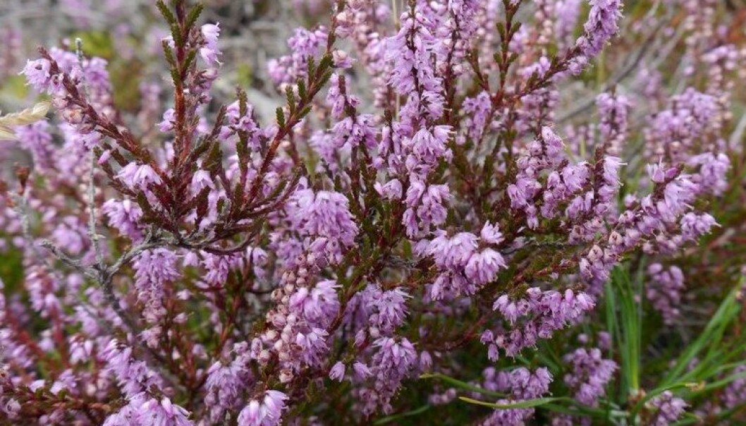 Common heather (Calluna vulgaris) is the dominant and characteristic species in coastal heathlands. (Photo: Morten Günther) Common heather (Calluna vulgaris) is the dominant and characteristic species in coastal heathlands. (Photo: Morten Günther)