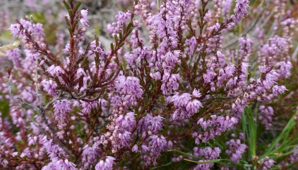 Common heather (Calluna vulgaris) is the dominant and characteristic species in coastal heathlands. (Photo: Morten Günther)