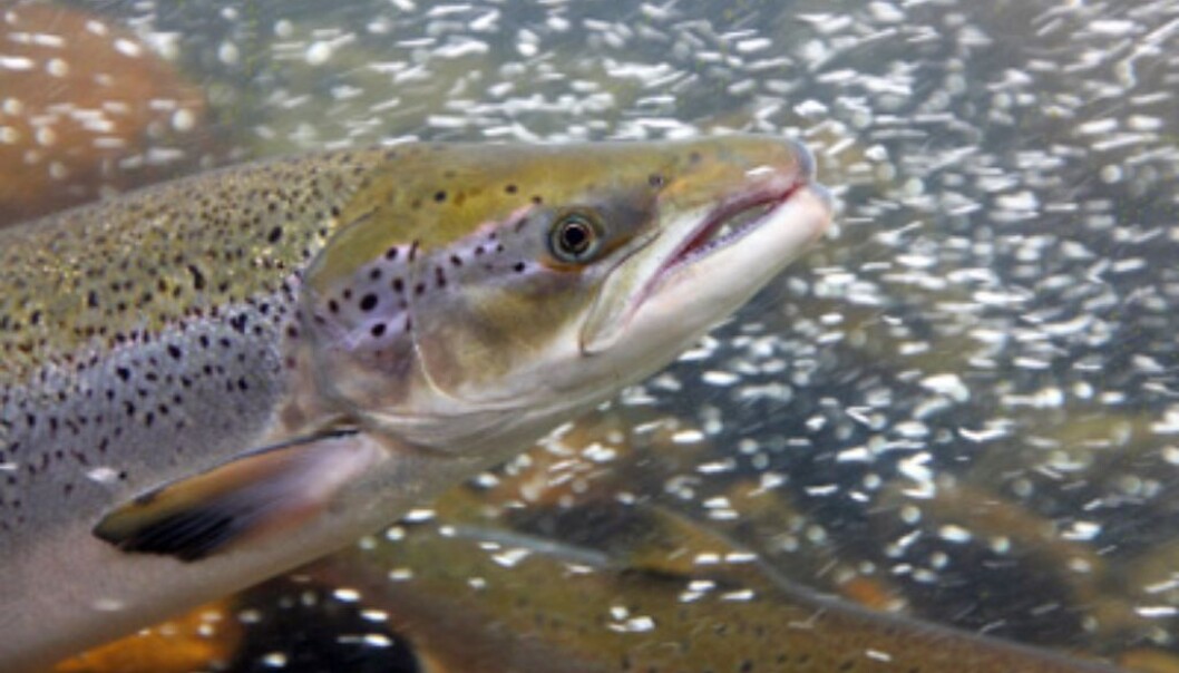 Farmed salmon that escape from their pens threaten stocks of wild Atlantic salmon in Norwegian rivers. (Photo: iStockphoto) Farmed salmon that escape from their pens threaten stocks of wild Atlantic salmon in Norwegian rivers. (Photo: iStockphoto)