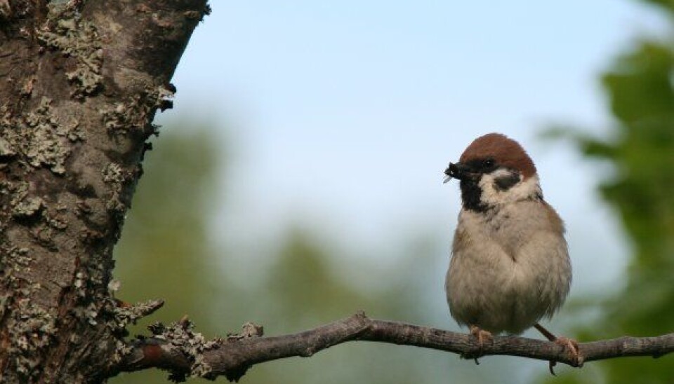 The Eurasian tree sparrow is a clever fly catcher, but not so good in traffic. (Photo: Emma Mary Garlant)