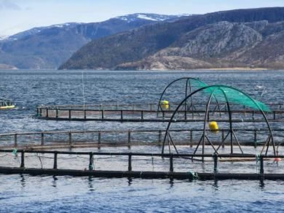 There are 350 million farmed salmon currently in Norwegian fish farms (Photo: Eugene Sergeev, Microstock)