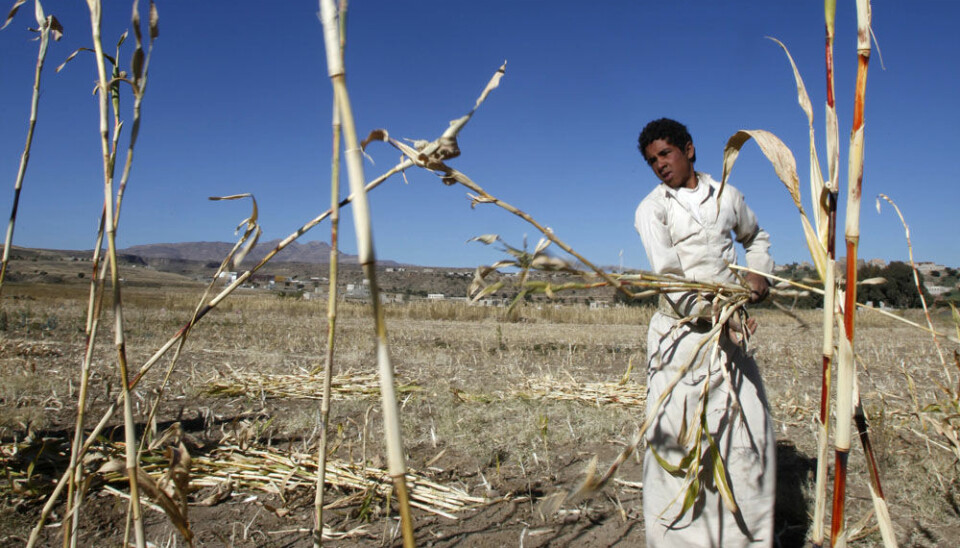 A farmer harvests cane to feed livestock near Sanaa in Yemen. The country is struggling with an increasingly arid climate and scanty crops. (Photo: Khaled Abdullah, Reuters)