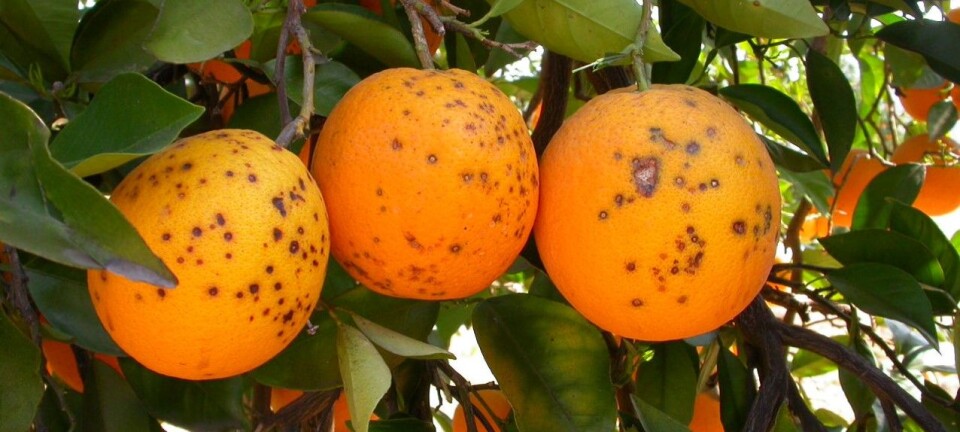 Norwegian to the rescue for Mediterranean oranges