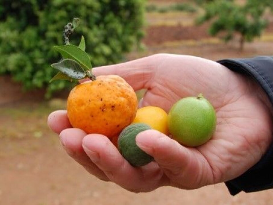 Various sorts of citrus. (Photo: Trond Rafoss)