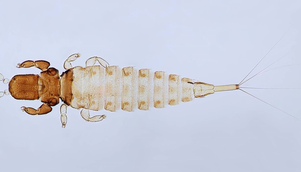 Theps Insect New insect species discovered in the Seychelles