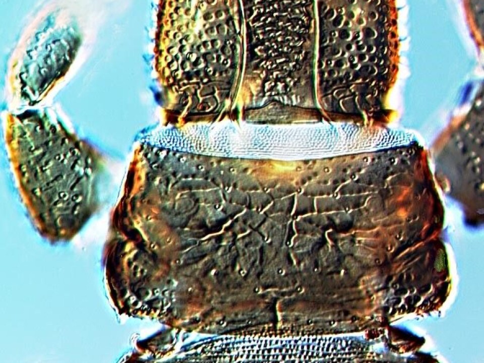 Head and thorax. (Photo: Manfred Ulitzka and Laurence Mound)
