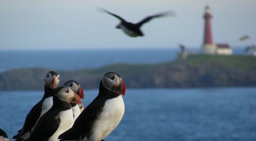 Puffin chicks die of hunger Puffin chicks die of hunger