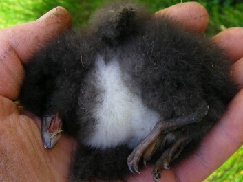 All puffin chicks on the island of Røst, which is on the south-western tip of the Lofoten Island chain, have died the past seven years for lack of food. This unfortunate chick was abandoned just a few days old. Røst has one of the most populous bird cliffs in the North Atlantic and is world-renowned for its seabird colonies. (Photo: Tycho Anker-Nilssen, NINA) All puffin chicks on the island of Røst, which is on the south-western tip of the Lofoten Island chain, have died the past seven years for lack of food. This unfortunate chick was abandoned just a few days old. Røst has one of the most populous bird cliffs in the North Atlantic and is world-renowned for its seabird colonies. (Photo: Tycho Anker-Nilssen, NINA)