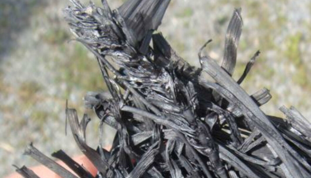 Biochar is highly efficient for carbon storage in soil. Recent research also indicates that the material can reduce plants’ uptake of heavy metals from contaminated soil. (Photo: Bioforsk) Biochar is highly efficient for carbon storage in soil. Recent research also indicates that the material can reduce plants’ uptake of heavy metals from contaminated soil. (Photo: Bioforsk)