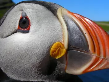 An adult Atlantic puffin. The oldest individual known to science reached an age of 41. (Photo: Tycho Anker-Nilssen, NINA)