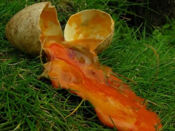 Scientists have cracked open abandoned eggs at the end of the summer to see how early parents gave up. The lack of a developed embryo here shows that this egg was deserted early in the nesting season – in May. (Photo: Tycho Anker-Nilssen) Scientists have cracked open abandoned eggs at the end of the summer to see how early parents gave up. The lack of a developed embryo here shows that this egg was deserted early in the nesting season – in May. (Photo: Tycho Anker-Nilssen)