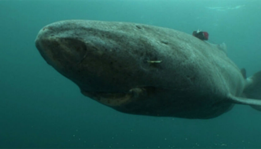 The researchers believe that knowledge on Greenland sharks may help us understand how pollutants, especially hormone inhibiting substances, also affect humans. (Foto: Armin Mück/Crystalwaterfilm) The researchers believe that knowledge on Greenland sharks may help us understand how pollutants, especially hormone inhibiting substances, also affect humans. (Foto: Armin Mück/Crystalwaterfilm)