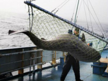 Sharks were marked with a tracking device and a depth gauge. (Photo: Kristine Molde) Sharks were marked with a tracking device and a depth gauge. (Photo: Kristine Molde)