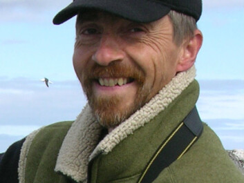 Atlantic puffin colonies are eagerly monitored by scientists. Tycho Anker-Nilssen of NINA’s Department of Terrestrial Ecology is concerned about puffins after seven lean years in key colonies. (Photo: Thomas Aarvak) Atlantic puffin colonies are eagerly monitored by scientists. Tycho Anker-Nilssen of NINA’s Department of Terrestrial Ecology is concerned about puffins after seven lean years in key colonies. (Photo: Thomas Aarvak)