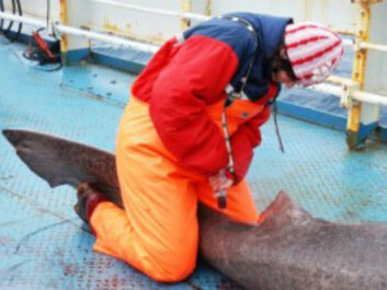 43 percent of the sharks around Svalbard had seal remains in their stomachs. (Photo: Kristine Molde) 43 percent of the sharks around Svalbard had seal remains in their stomachs. (Photo: Kristine Molde)