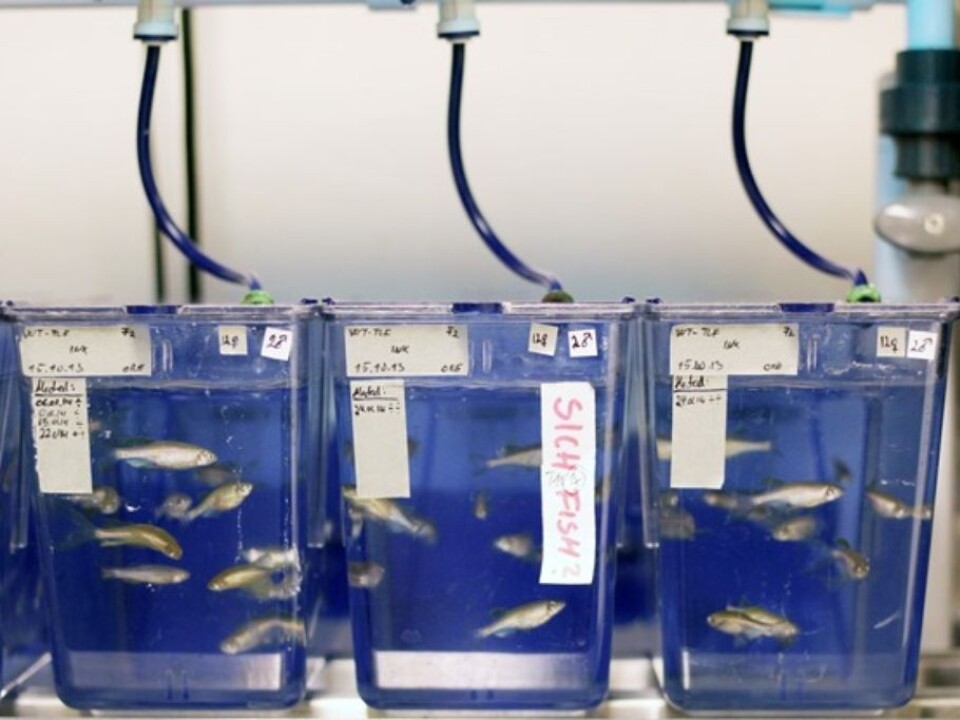 The scientists thought that methylmercury alone would reduce fertility in zebra fish. It turned out that this had little impact on reproduction. However, when the fish had increased doses of selenium, they produced fewer offspring. (Photo: NIFES)