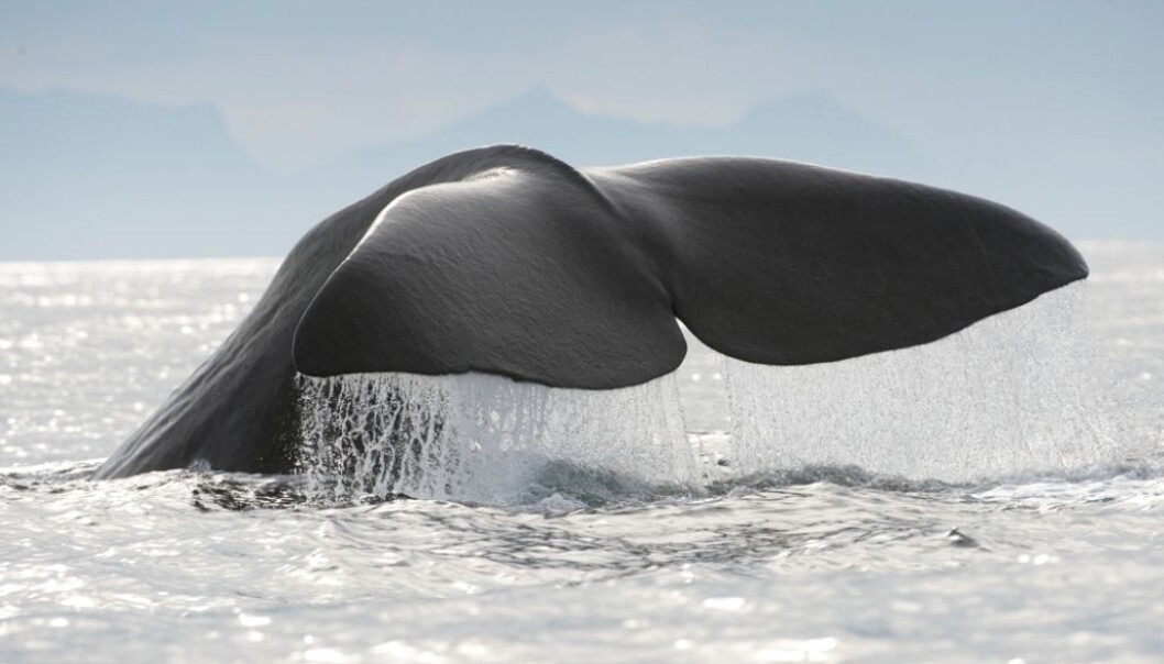 A mounting number of tourists head for Norway or Iceland to watch whales. (Photo: Marten Bril) A mounting number of tourists head for Norway or Iceland to watch whales. (Photo: Marten Bril)