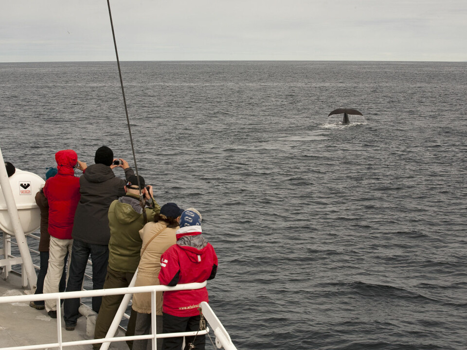 Out in the fresh salty air, seeing and hearing a whale in its natural marine element is something else than watching one on TV. (Photo: Hvalsafari AS)