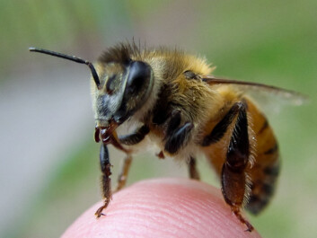 Bees have a protein called vitellogenin that regulates their sociality, health and lifespan. (Photo: Adam Siegel) Bees have a protein called vitellogenin that regulates their sociality, health and lifespan. (Photo: Adam Siegel)