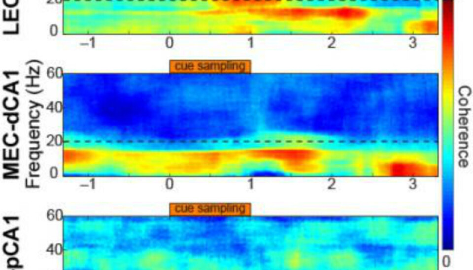 Degrees of synchronization in oscillatory activities (coherence) between two brain regions of well-trained rats are color-coded in these figures. Top: Synchronization between lateral entorhinal cortex (LEC) and distal part of hippocampal area CA1 (dCA1). Middle: Synchronization between medial entorhinal cortex (MEC) and dCA1. Bottom: Synchronization between LEC and proximal part of hippocampal area CA1 (pCA1). 20-40 Hz oscillations were synchronized only between LEC and dCA1 (arrow). (Photo: NTNU)