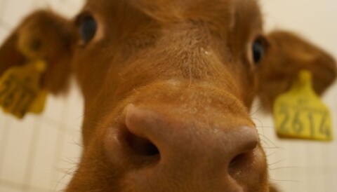 Calves Aren T Being Given Enough Milk
