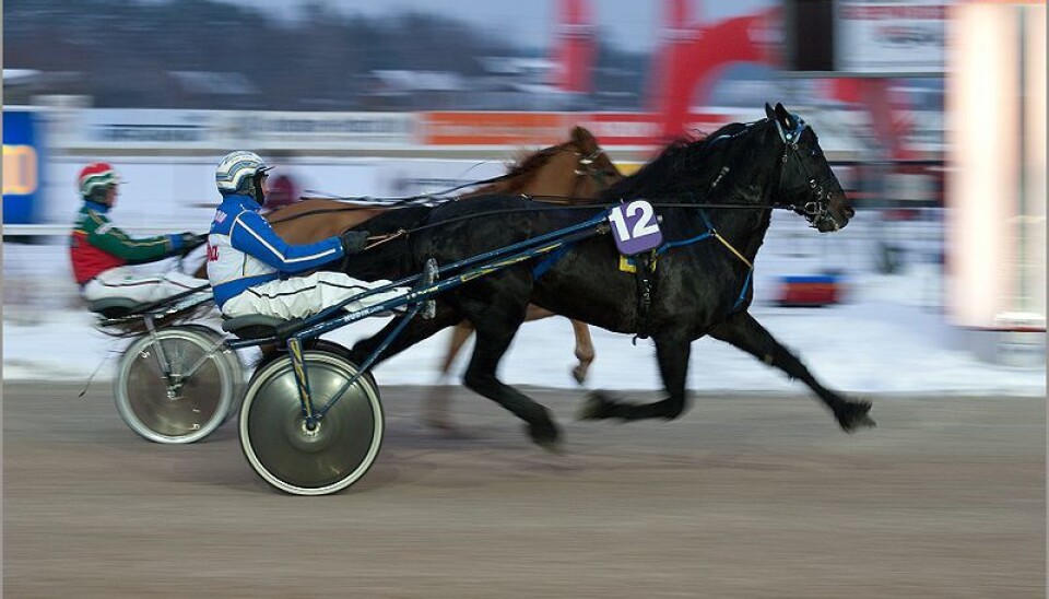 The disorder, which occurs almost exclusively in cold-blooded trotters, is is recognized by performance failure and abnormal sounds emanating from the throat while the horse is racing. (Photo: Don Wright/Flickr)