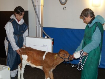 Researchers gave calves milk from bottles in a test so they could control the speed of their drinking. The conclusion was clear: Calves thrive when given more than the recommended two litres of milk per feeding. (Photo: Kristian Ellingsen, The Norwegian Veterinary Institute) Researchers gave calves milk from bottles in a test so they could control the speed of their drinking. The conclusion was clear: Calves thrive when given more than the recommended two litres of milk per feeding. (Photo: Kristian Ellingsen, The Norwegian Veterinary Institute)